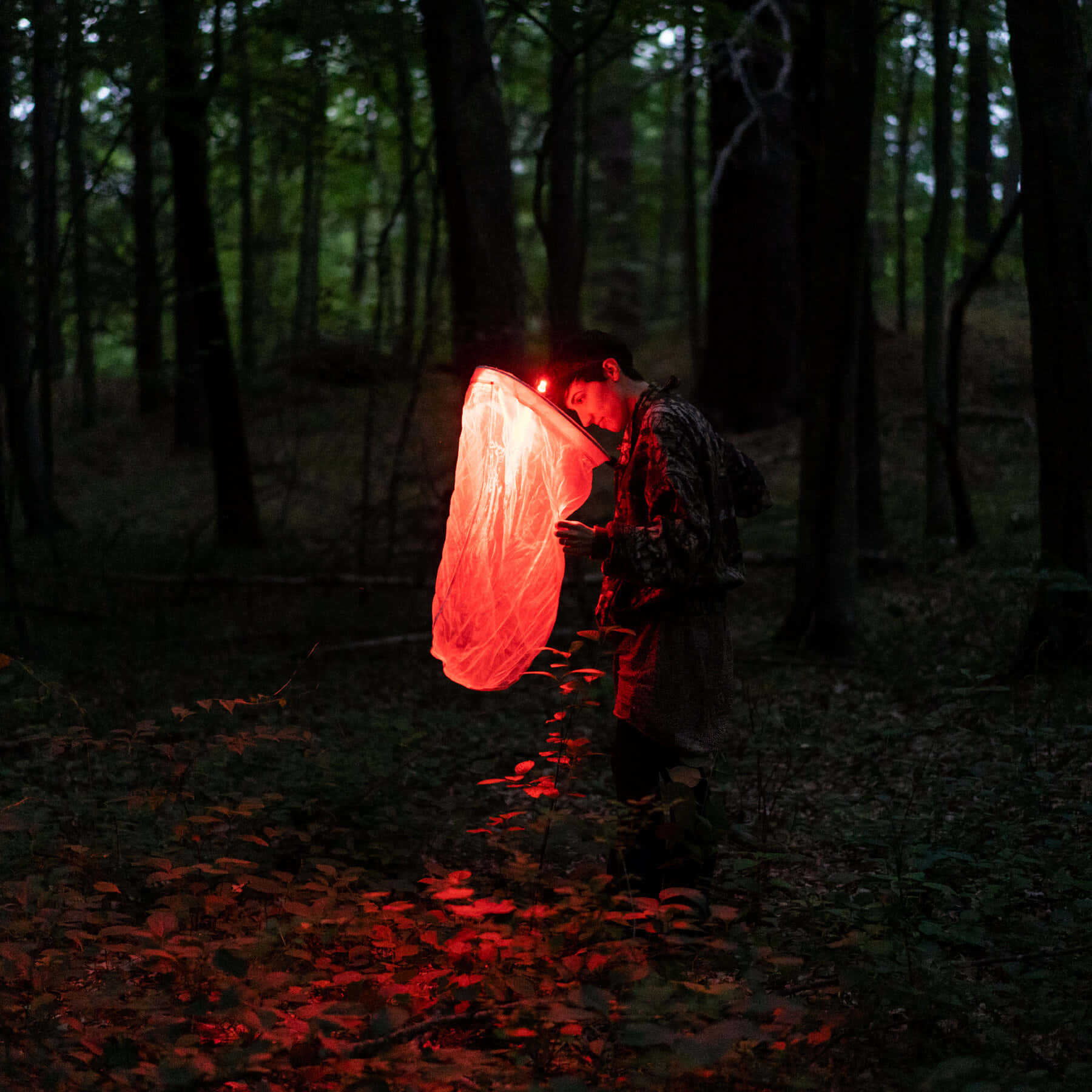 firefly 桌布 壁紙 — 一個人在黑暗的森林中手持發光的紅色燈籠，將溫暖的光線投射在樹葉和樹木上。