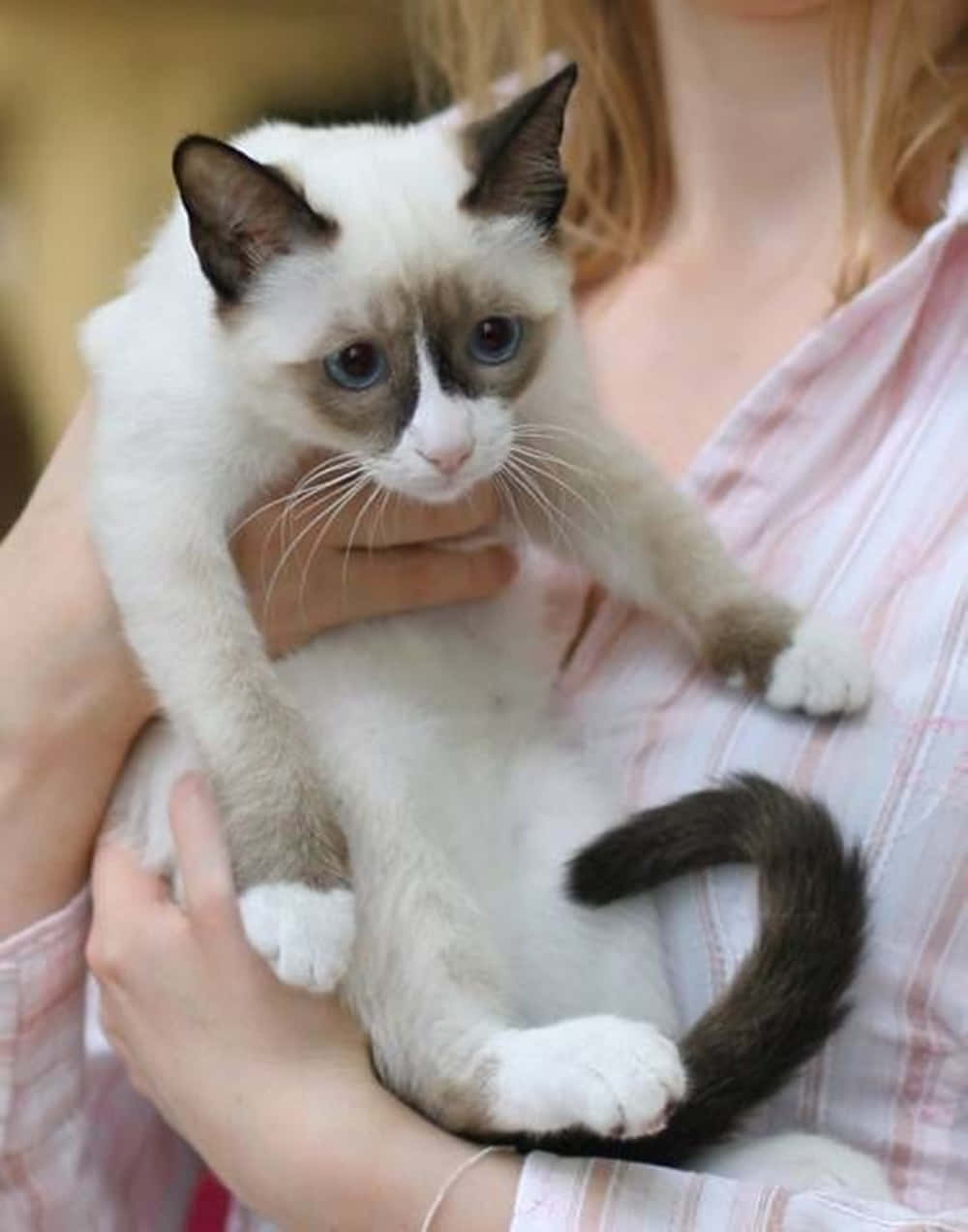 Snowshoe Cat 桌布 壁紙 — 一個人懷抱一隻毛茸茸的白色和棕色重點色暹羅貓咪，擁有引人注目的藍色眼睛和捲曲的尾巴。