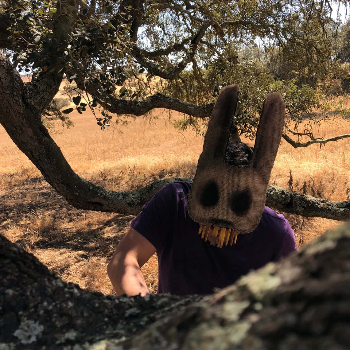 Creepy Easter Bunny 桌布 壁紙 — 一個人戴著詭異的兔子面具，在明媚的陽光下從乾燥草地上一棵多節的樹後面窺視。