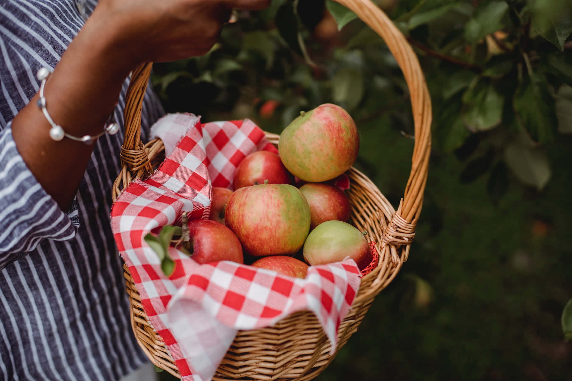 Apple Picking 桌布 壁紙 — 一個人手持一個鋪有紅白格子布的柳條籃，裡面裝滿了新鮮採摘的紅蘋果和青蘋果，背景是模糊的綠色樹葉。
