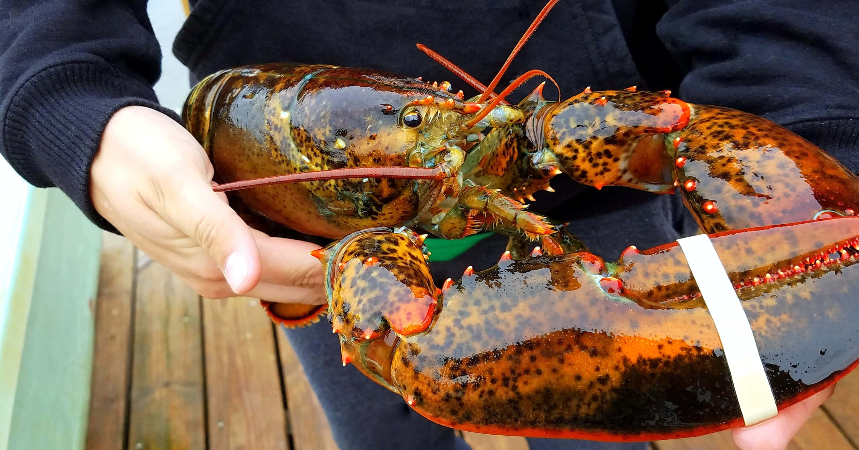 Lobster 桌布 壁紙 — 一個人手持一隻有斑點殼和紅色螯的大龍蝦，背景是木甲板。