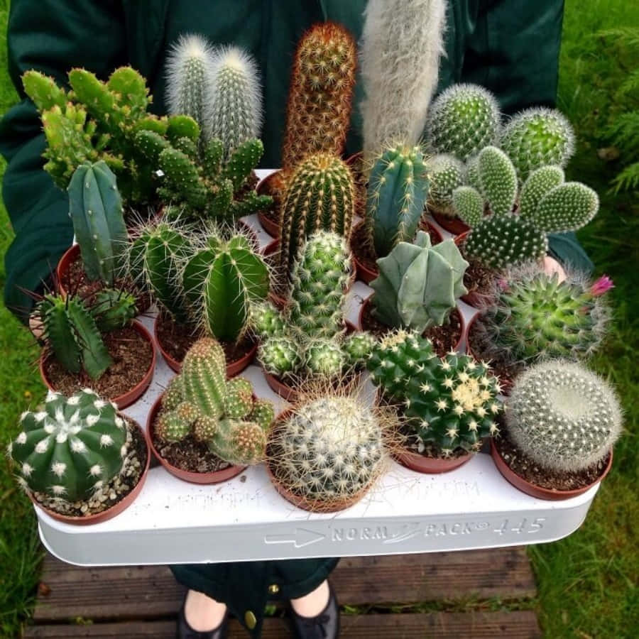 Cactus Plants 桌布 壁紙 — 一個人手持托盤，上面放滿各種盆栽仙人掌和多肉植物，背景是草地。