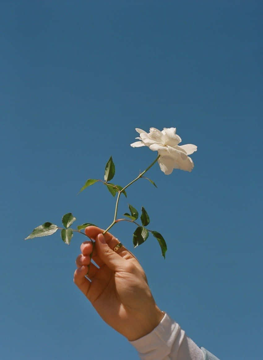 一個人手持白色花朵，映襯著藍天 壁紙