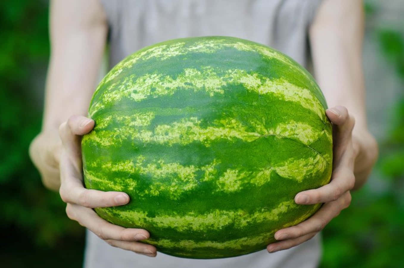 Watermelon 桌布 壁紙 — 一個人拿著一個帶有鮮綠色條紋的大熟西瓜，背景是柔和模糊的花園。