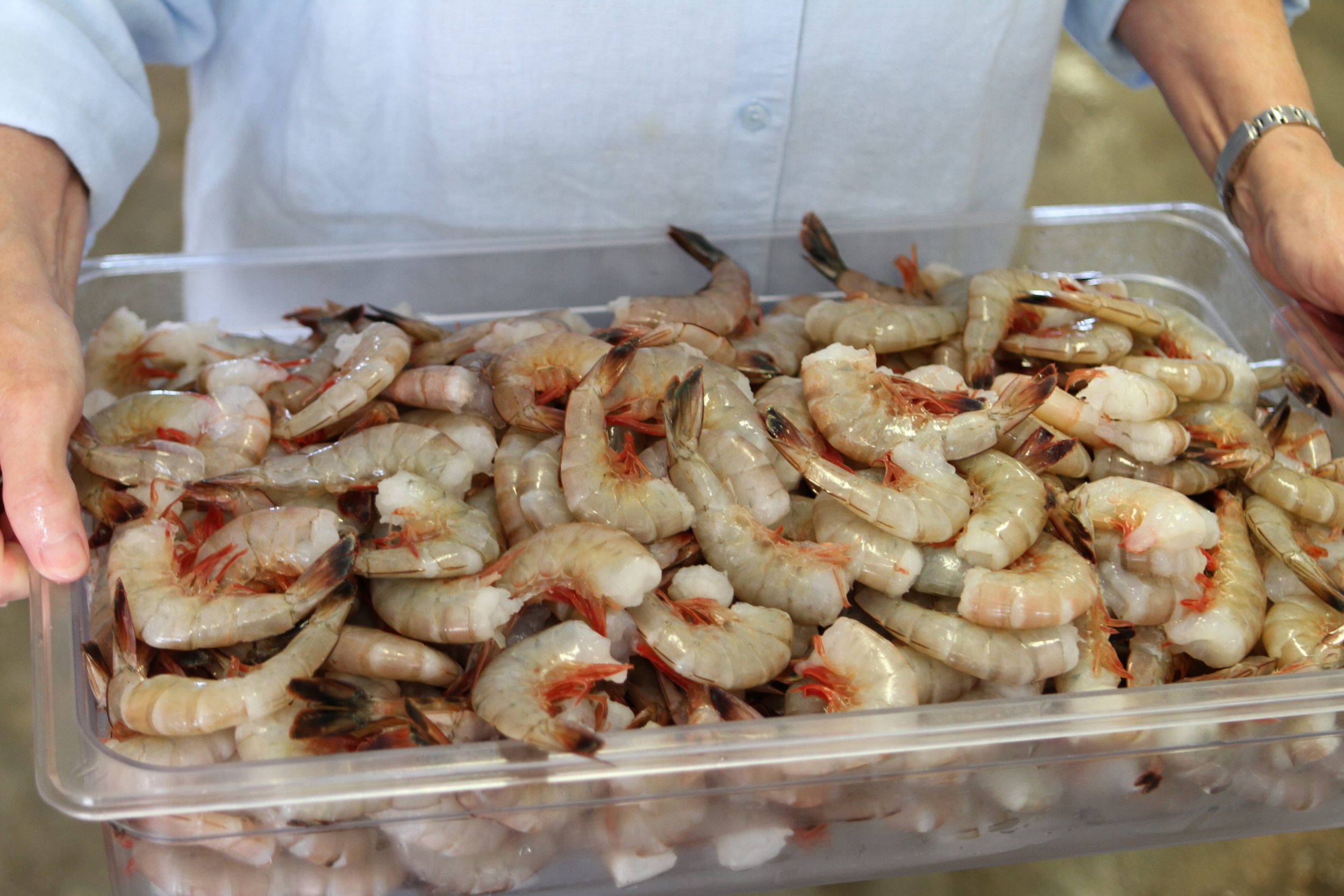 Seafood 桌布 壁紙 — 一個人拿著一個透明托盤，裡面裝滿了生蝦，顯示出半透明的身體和橙色的尾巴尖端。