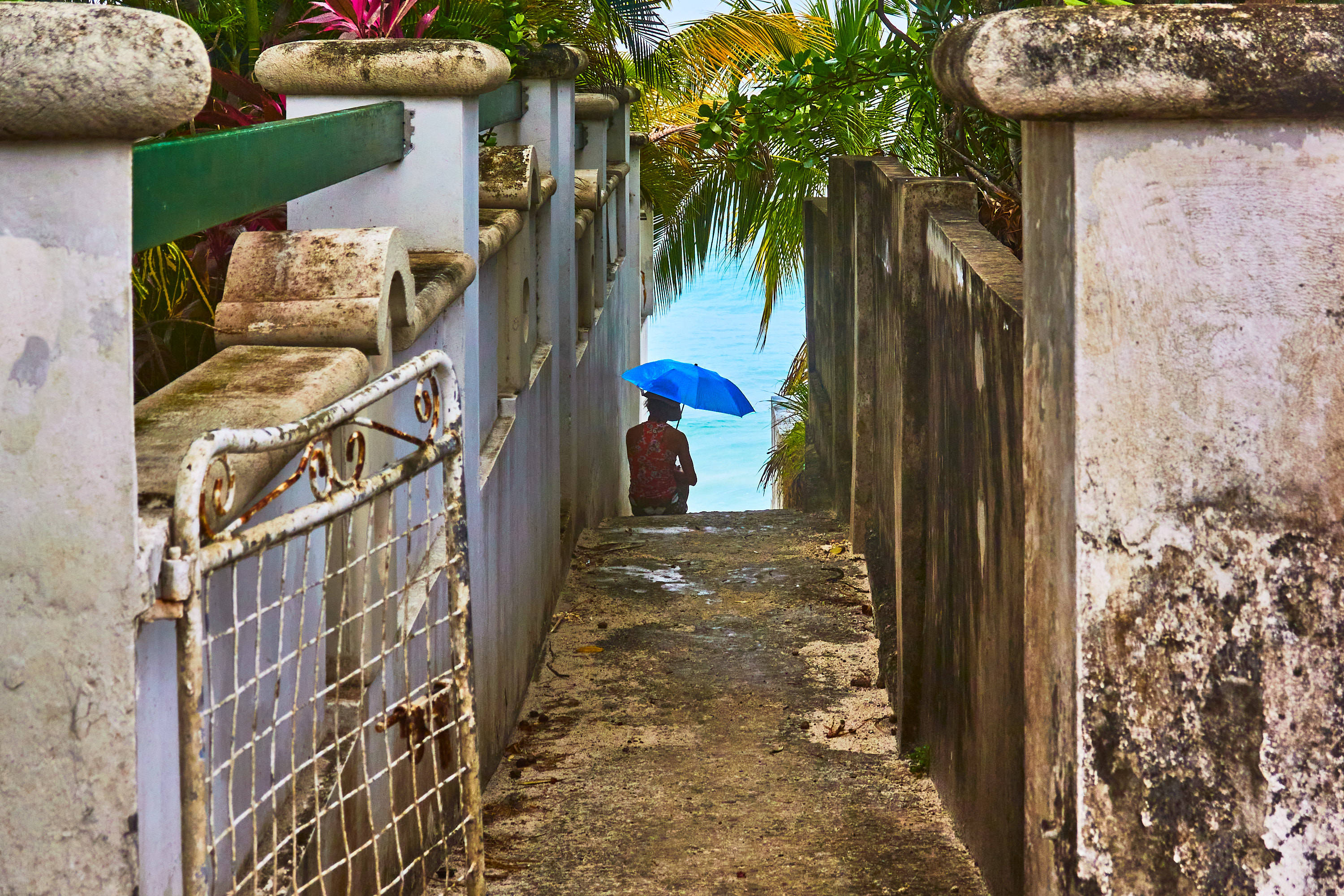 Barbados 桌布 壁紙 — 一個人拿著一把亮藍色的雨傘，沿著一條狹窄、風化的石徑走向被棕櫚樹環繞的碧綠海洋。