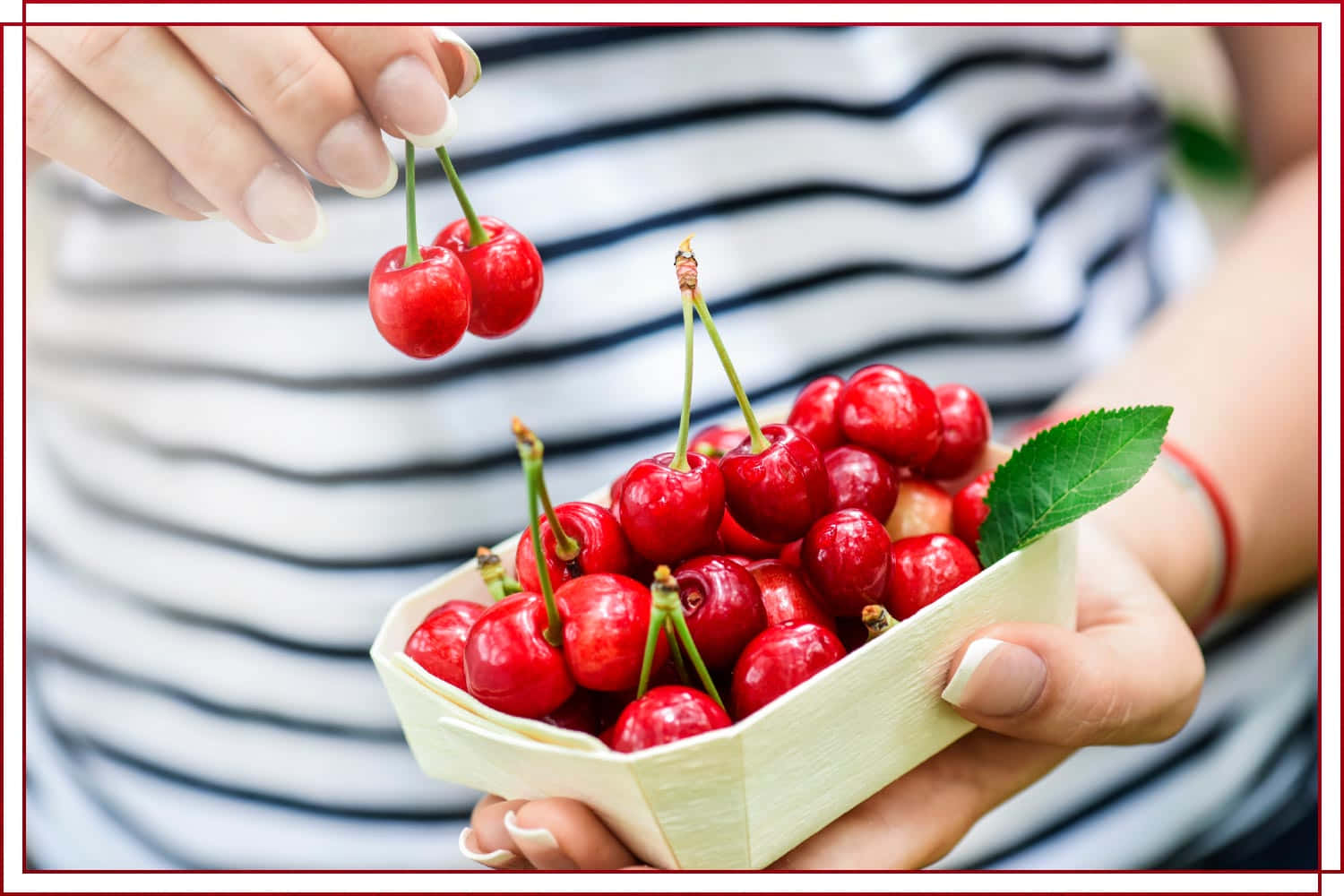 Red Cherries 桌布 壁紙 — 一個人用一隻手拿著一籃光澤的紅櫻桃，同時用另一隻手摘兩顆櫻桃。