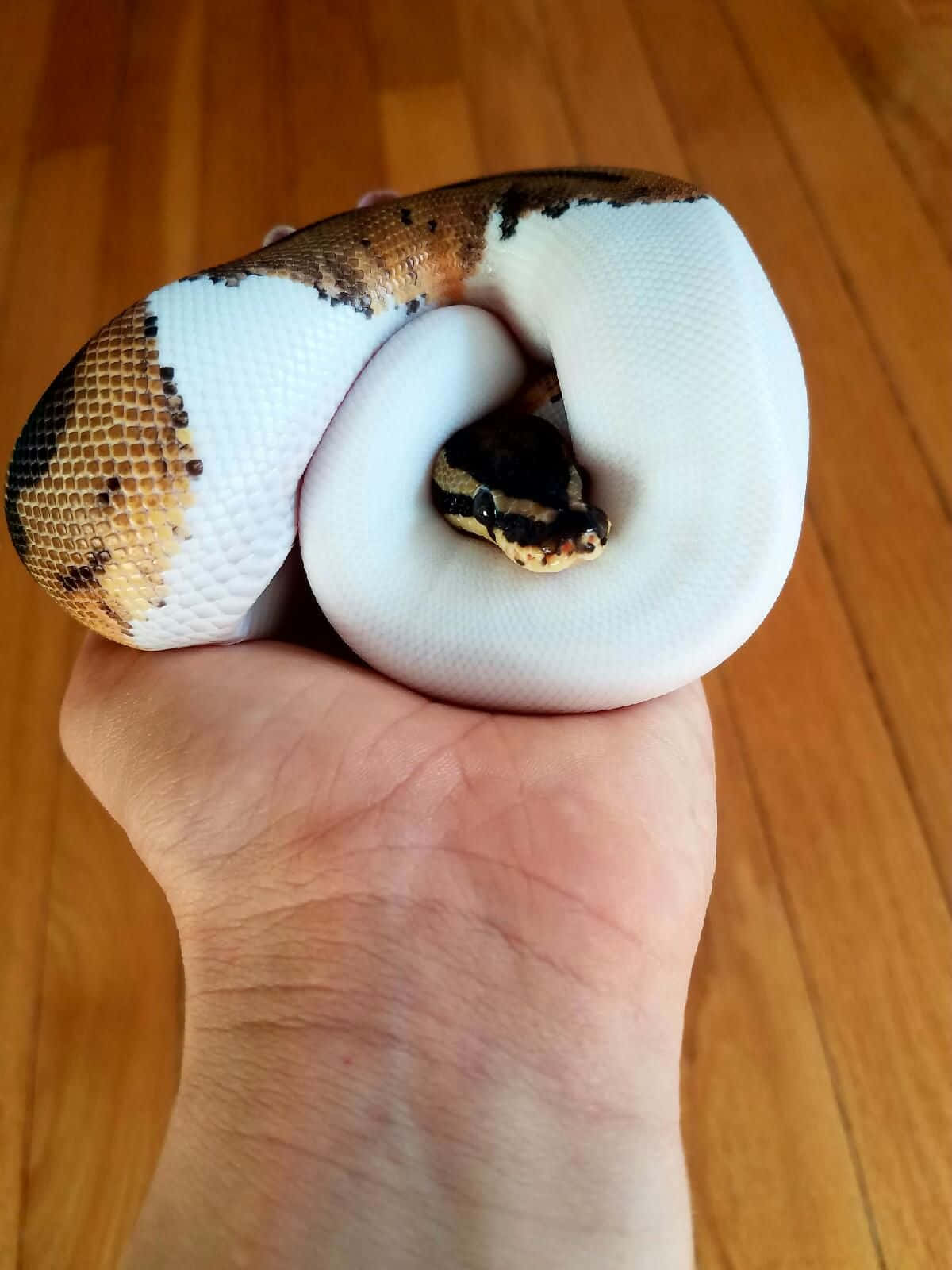 snakes 桌布 壁紙 — 一個人的手輕輕地捧著一條盤繞在木地板上的白色和棕色圖案蛇。