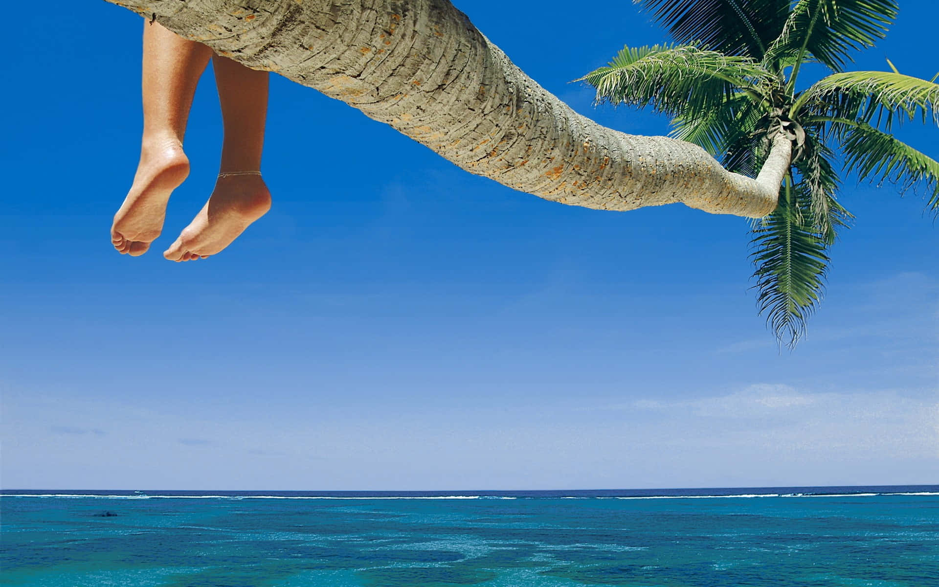 Coconut Tree 桌布 壁紙 — 一個人的赤腳從彎曲的棕櫚樹枝上垂下，俯瞰著清澈藍天下的碧綠海洋。