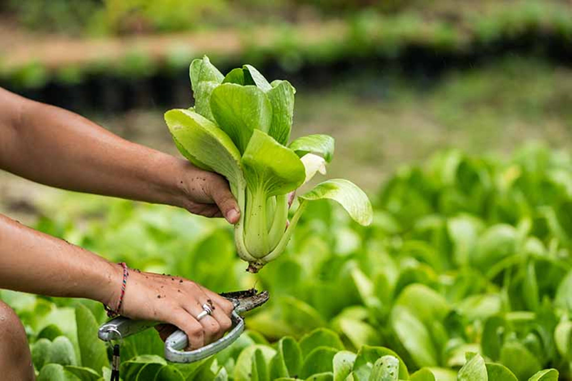 Vegetables 桌布 壁紙 — 一個人的雙手從茂盛的菜園中採摘新鮮的綠色白菜，手指上沾滿泥土。