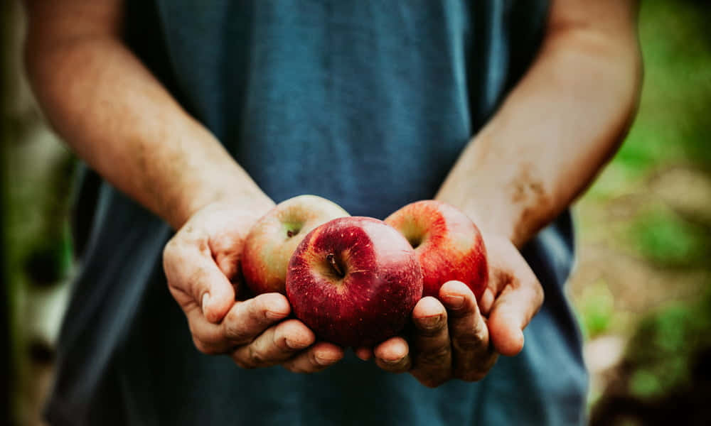 Fall Apples 桌布 壁紙 — 一個人的雙手捧著三個成熟的紅蘋果，背景是柔和的模糊綠色。