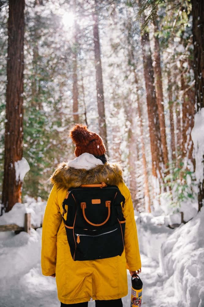 Winter Hiking 桌布 壁紙 — 一個人穿著亮黃色冬季外套，穿過陽光透過高聳樹木灑落的雪地森林。