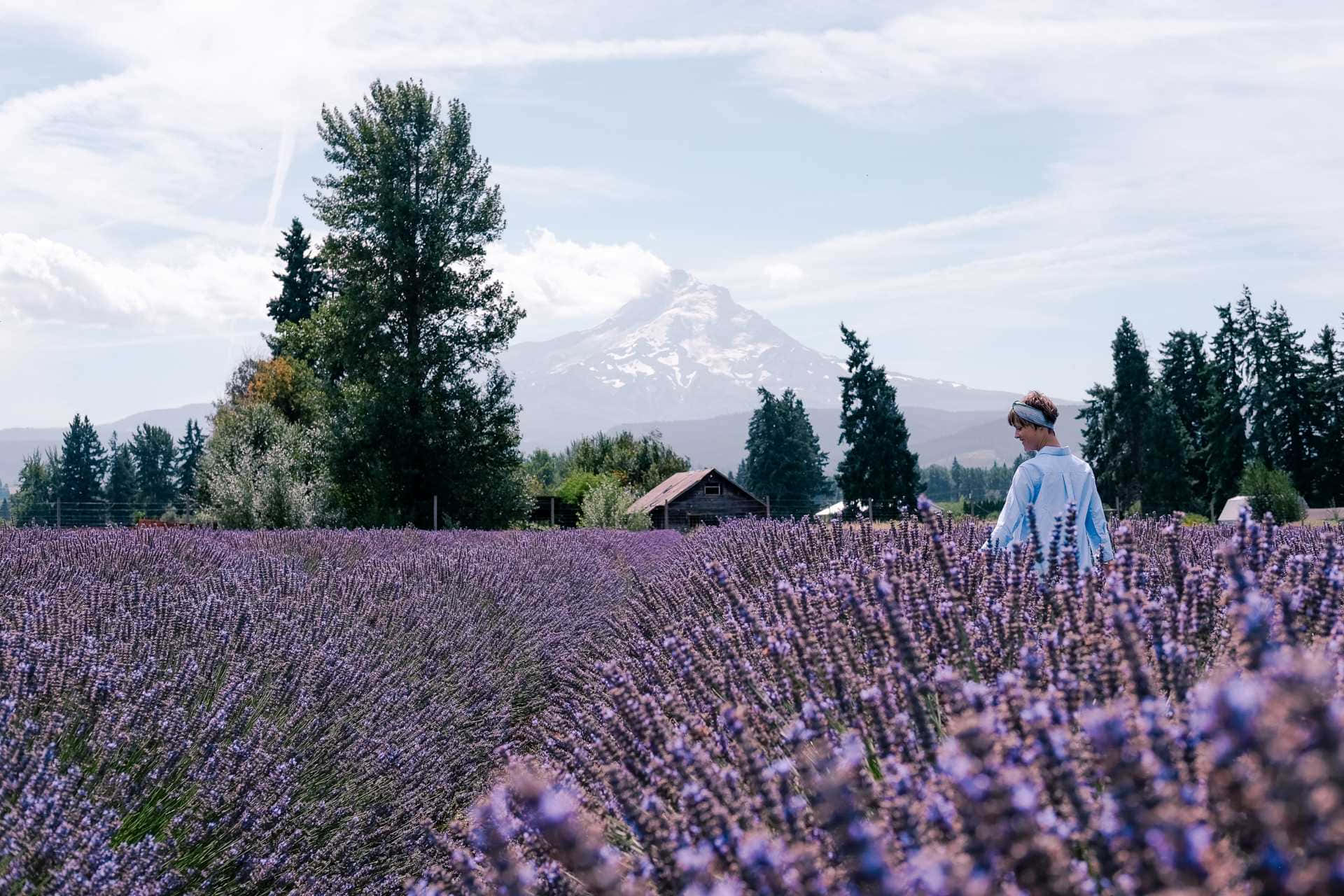 Lavender Field 桌布 壁紙 — 一個人穿著淺藍色襯衫，走過一片廣闊的紫色薰衣草田，背景是積雪的山峰和常綠樹，天空部分多雲。