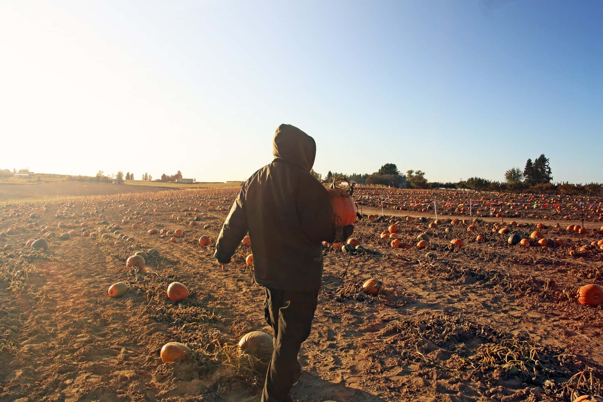 Pumpkin Patch 桌布 壁紙 — 一個人穿著連帽外套，在金色日出中穿過廣闊的南瓜田，抱著一個大橙色南瓜。