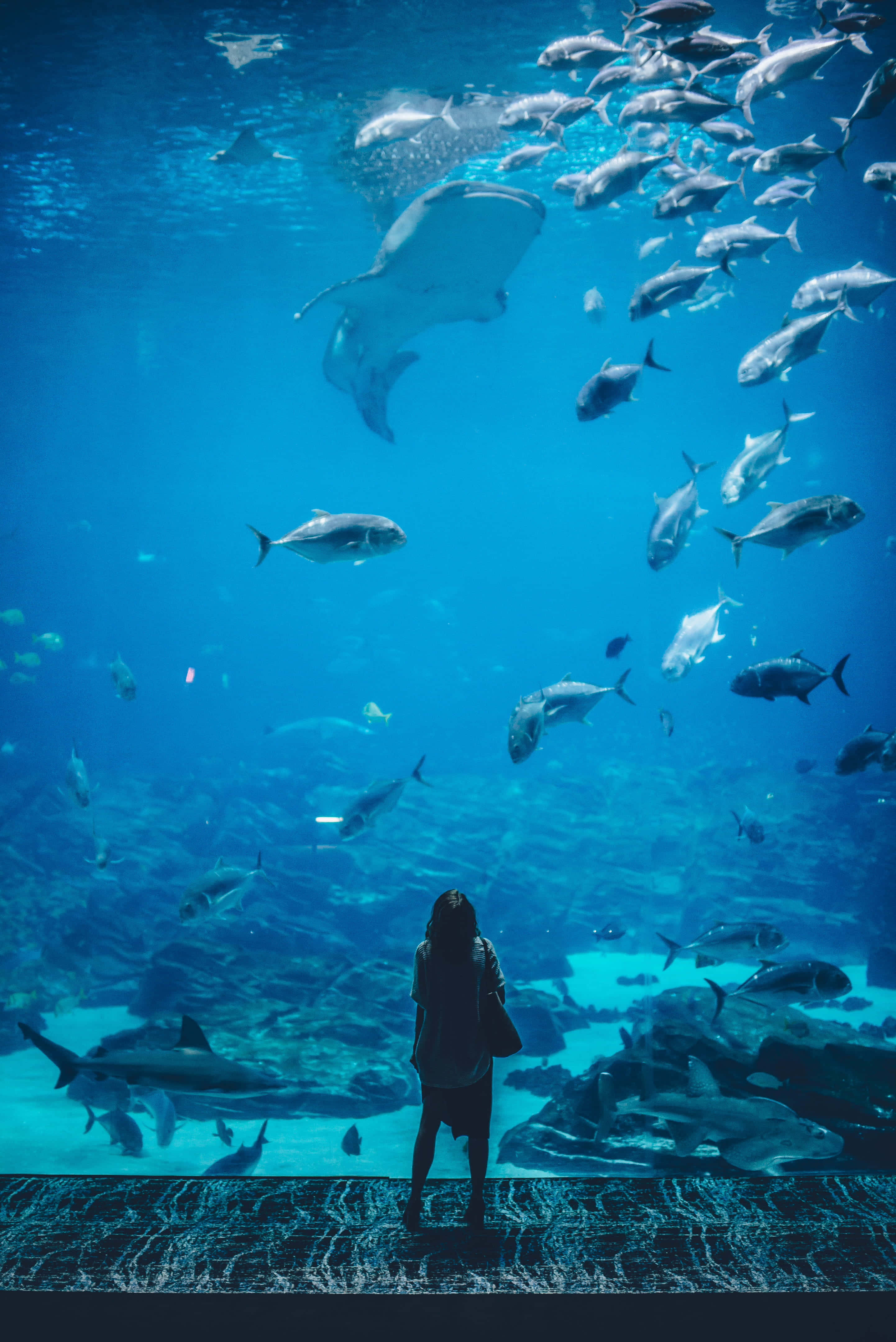Aquarium 桌布 壁紙 — 一個人站在一個巨大的水族箱前，敬畏地看著深藍色水中充滿鯊魚、魟魚和魚群。