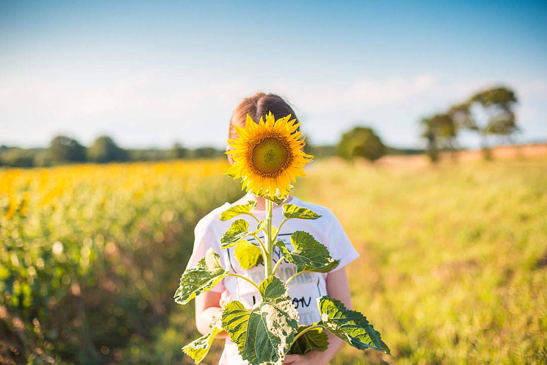 Sunflower Aesthetic 桌布 壁紙 — 一個人站在向日葵田裡，拿著一朵巨大的向日葵遮住臉。