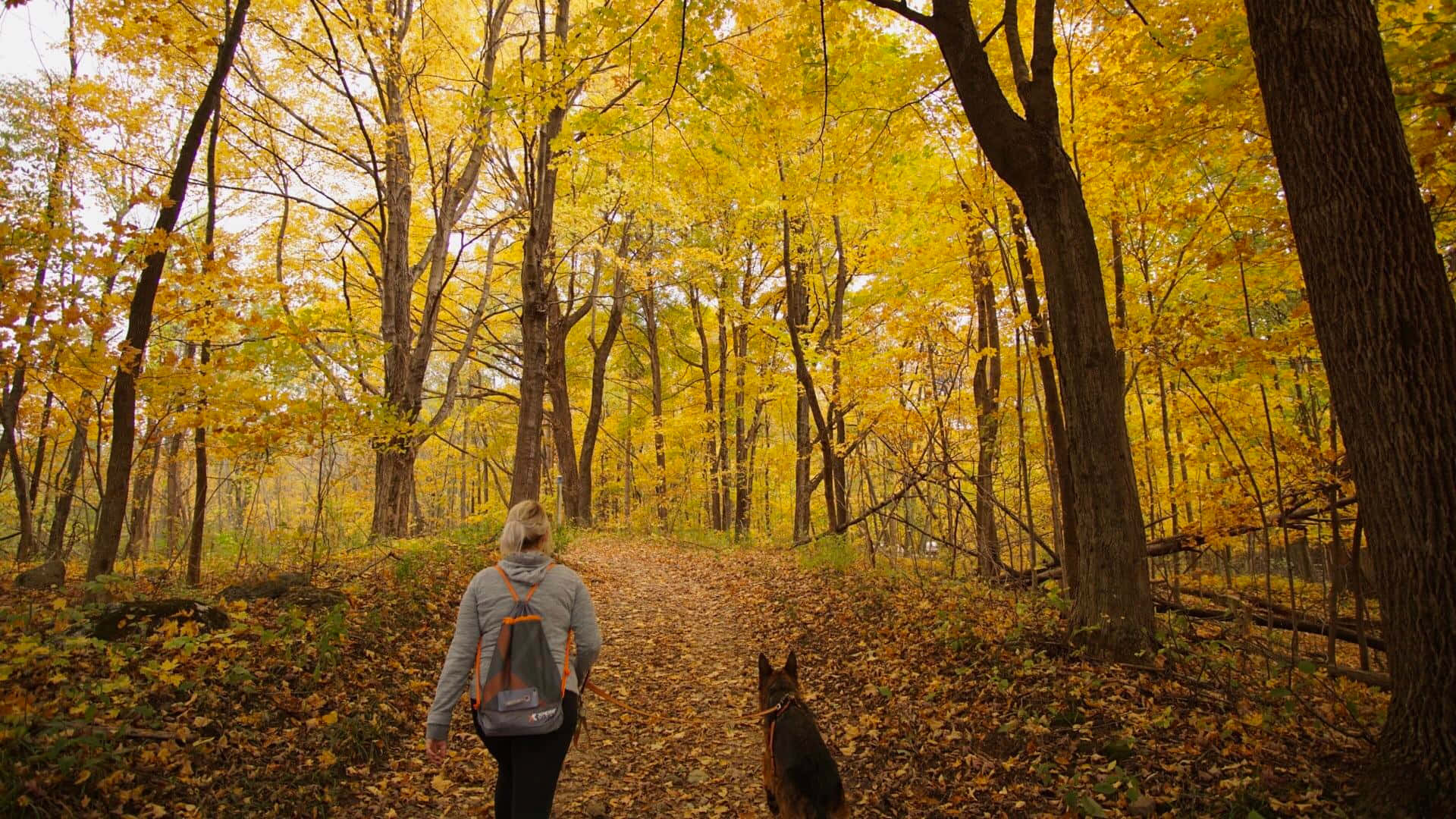Fall Hikes 桌布 壁紙 — 一個人背著背包和一隻德國牧羊犬在金色秋樹的樹冠下，沿著一條落葉覆蓋的森林小徑行走。