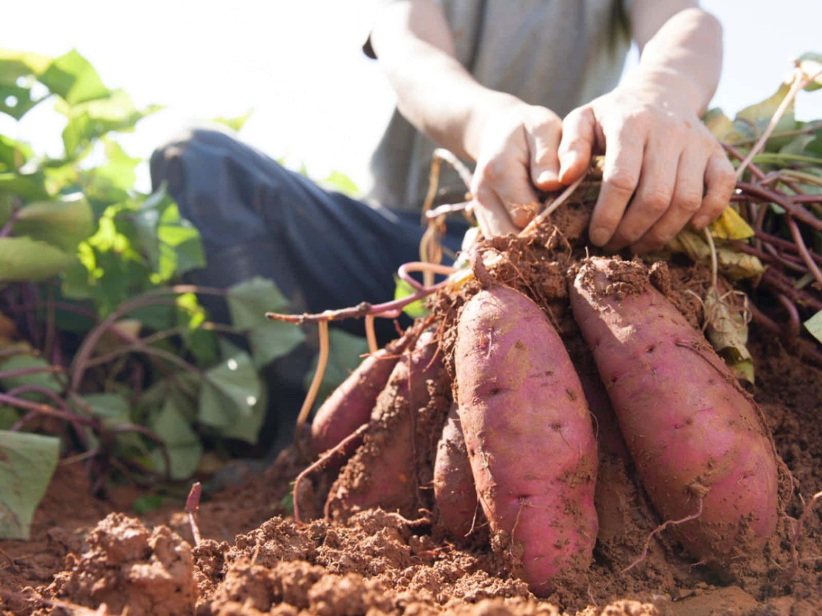 Yellow Sweet Potato 桌布 壁紙 — 一個人跪在陽光明媚的田野中，從肥沃的棕色土壤中拔出新鮮的紫色地瓜，周圍有綠色藤蔓。