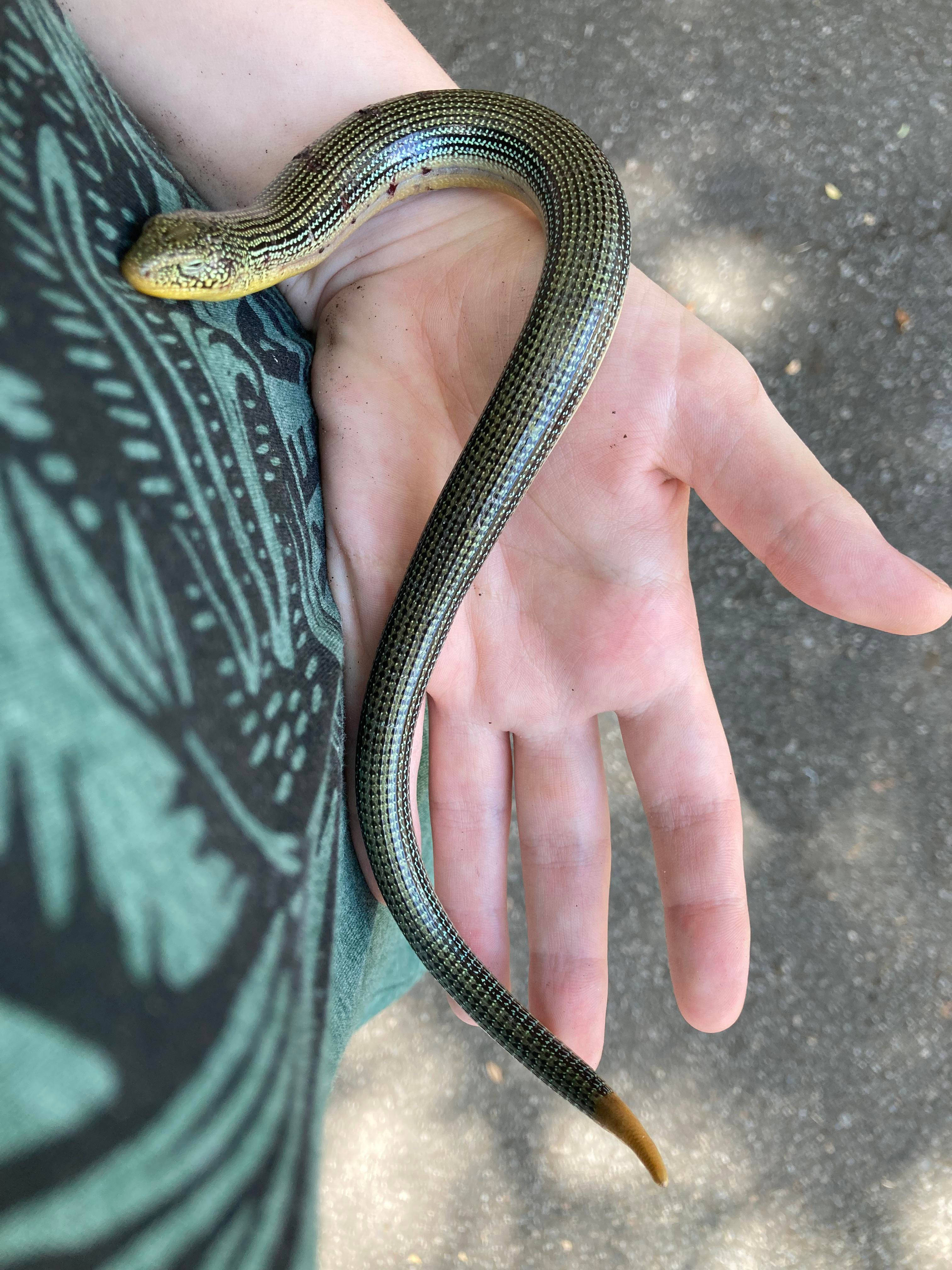 reptile 桌布 壁紙 — 一個人輕輕地拿著一條細長、閃亮的綠色和黃色無腿蜥蜴，尾巴尖端呈黃色，背景是圖案襯衫和瀝青路面。