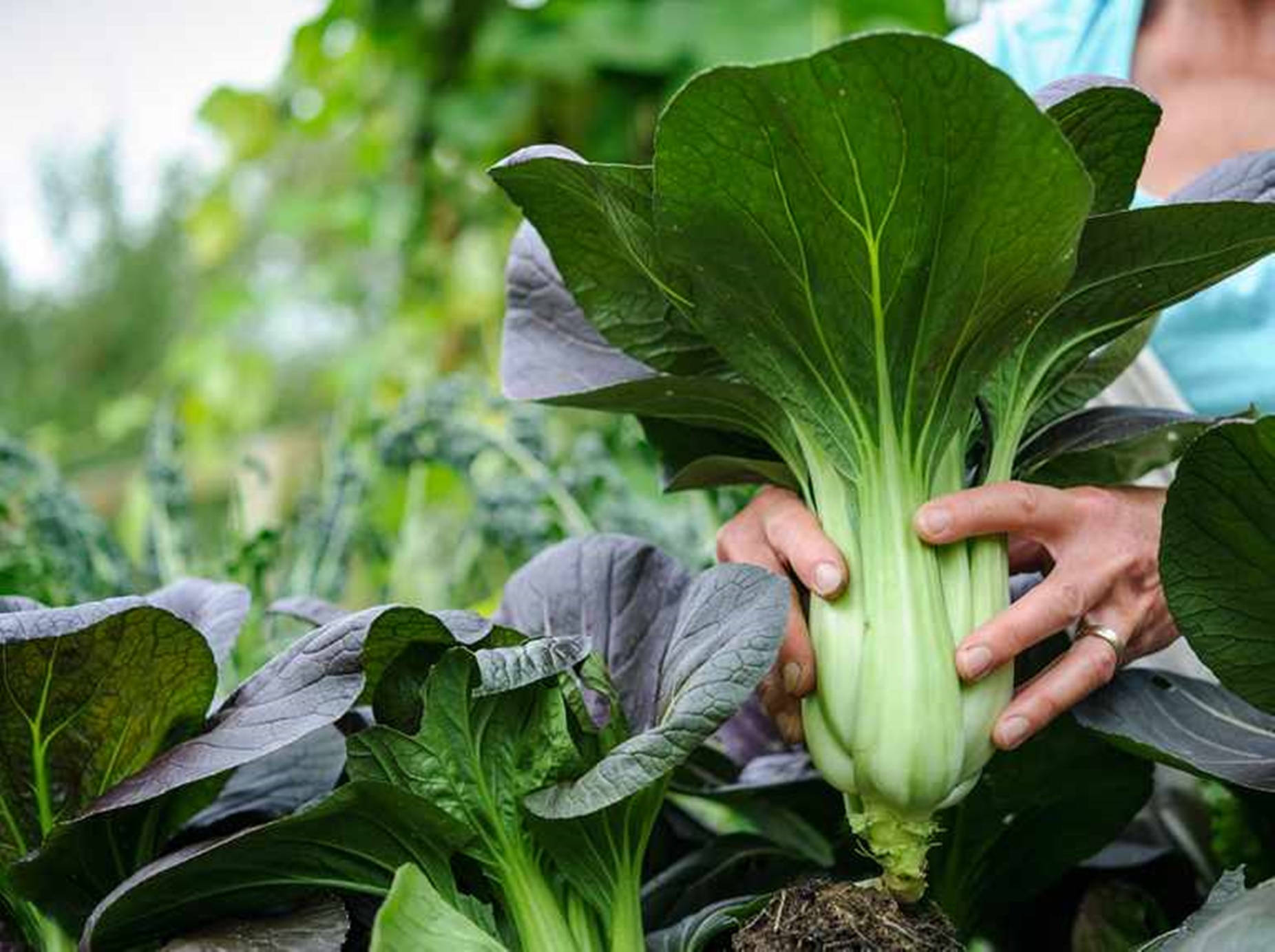 Vegetables 桌布 壁紙 — 一個人輕輕地拿著一棵新鮮的青江菜，葉子翠綠，莖部潔白脆嫩，在茂盛的花園中。
