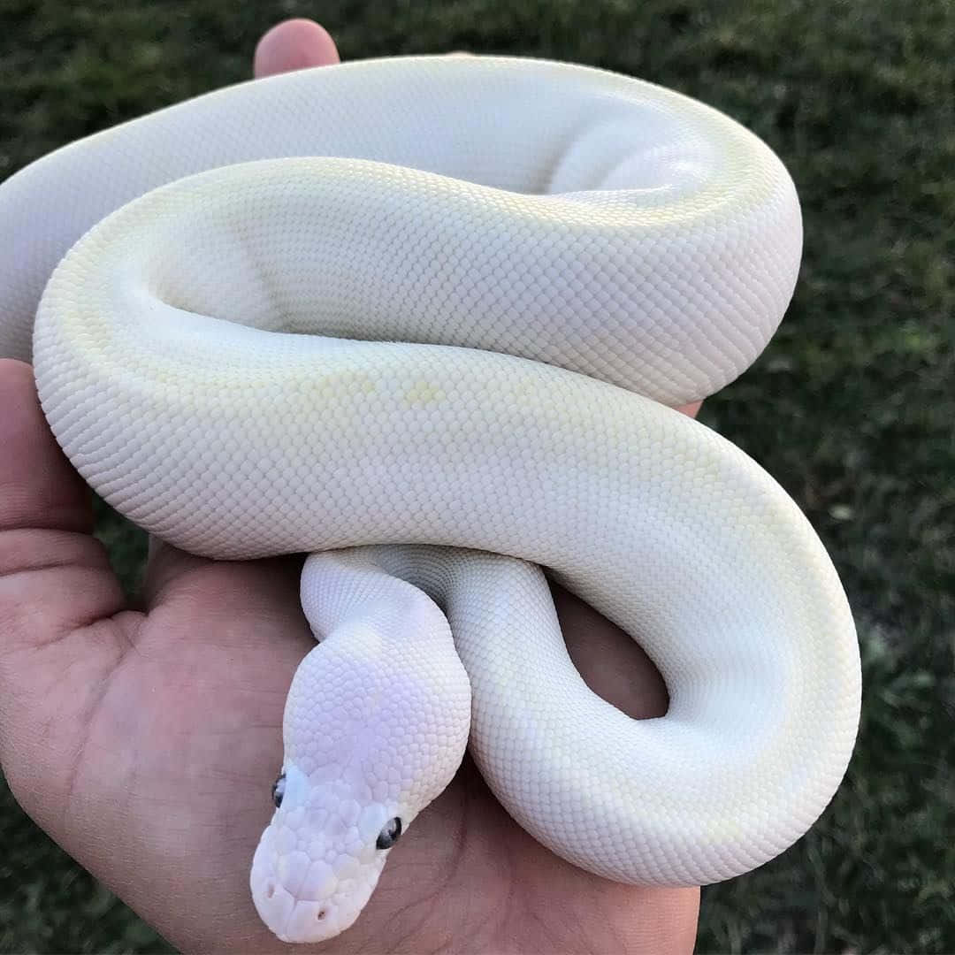 snakes 桌布 壁紙 — 一個人輕輕地捧著一條大的淡白色球蟒，牠蜷縮在張開的手掌中，背景是模糊的綠色草地。