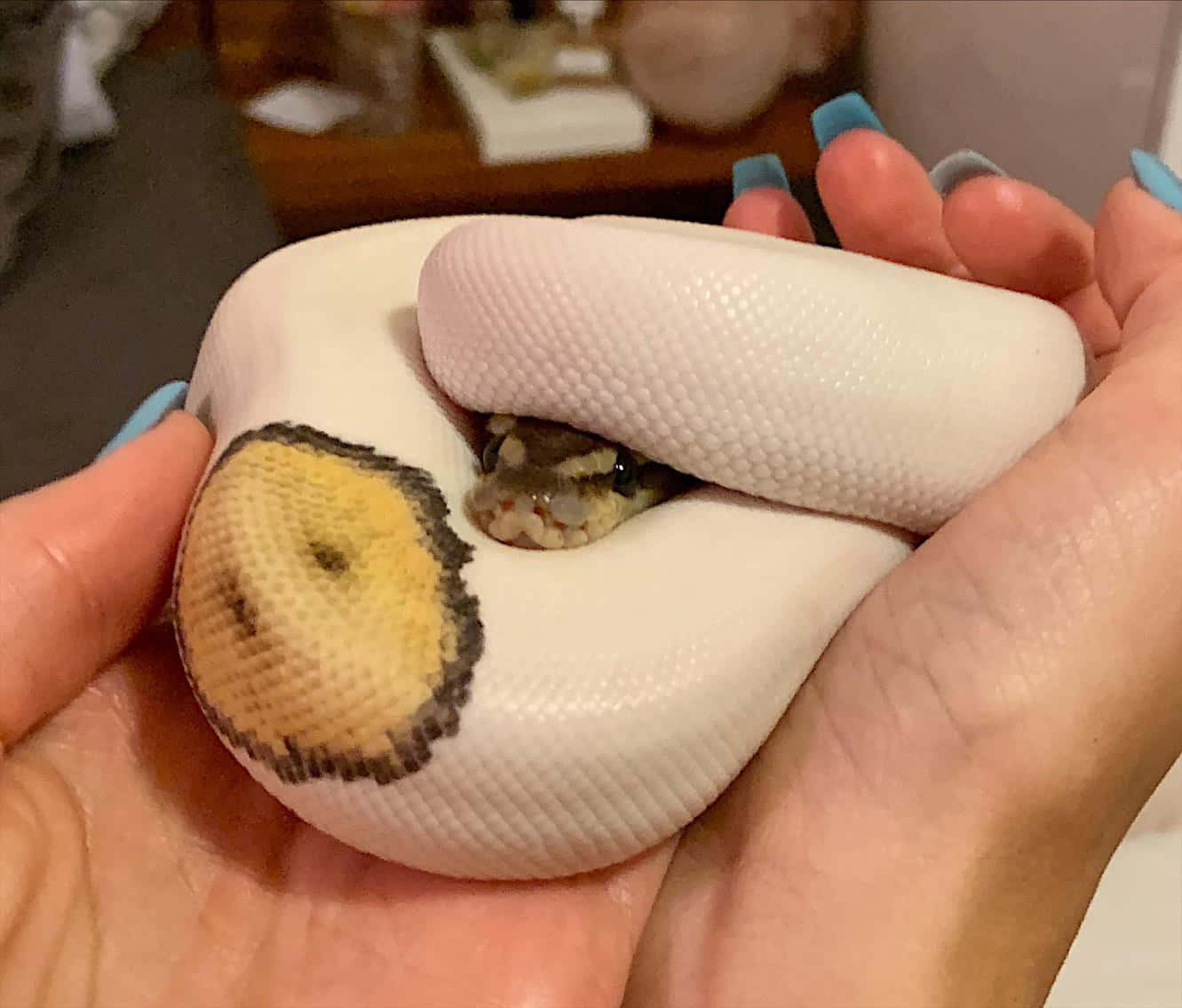 snakes 桌布 壁紙 — 一個人輕輕地捧著一條白色小球蟒，牠的頭部有獨特的黃黑相間花紋。