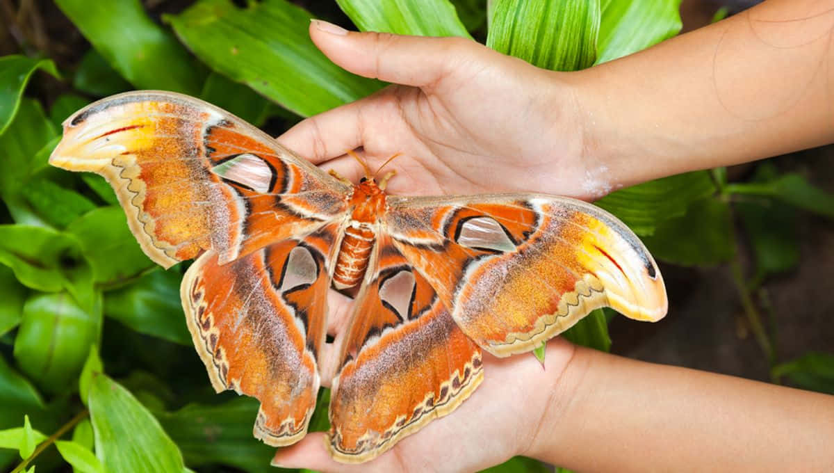 moth 桌布 壁紙 — 一個人輕輕地捧著一隻巨大的橙色和棕色亞特蘭大蛾，翅膀上有複雜的圖案，背景是茂密的綠色樹葉。