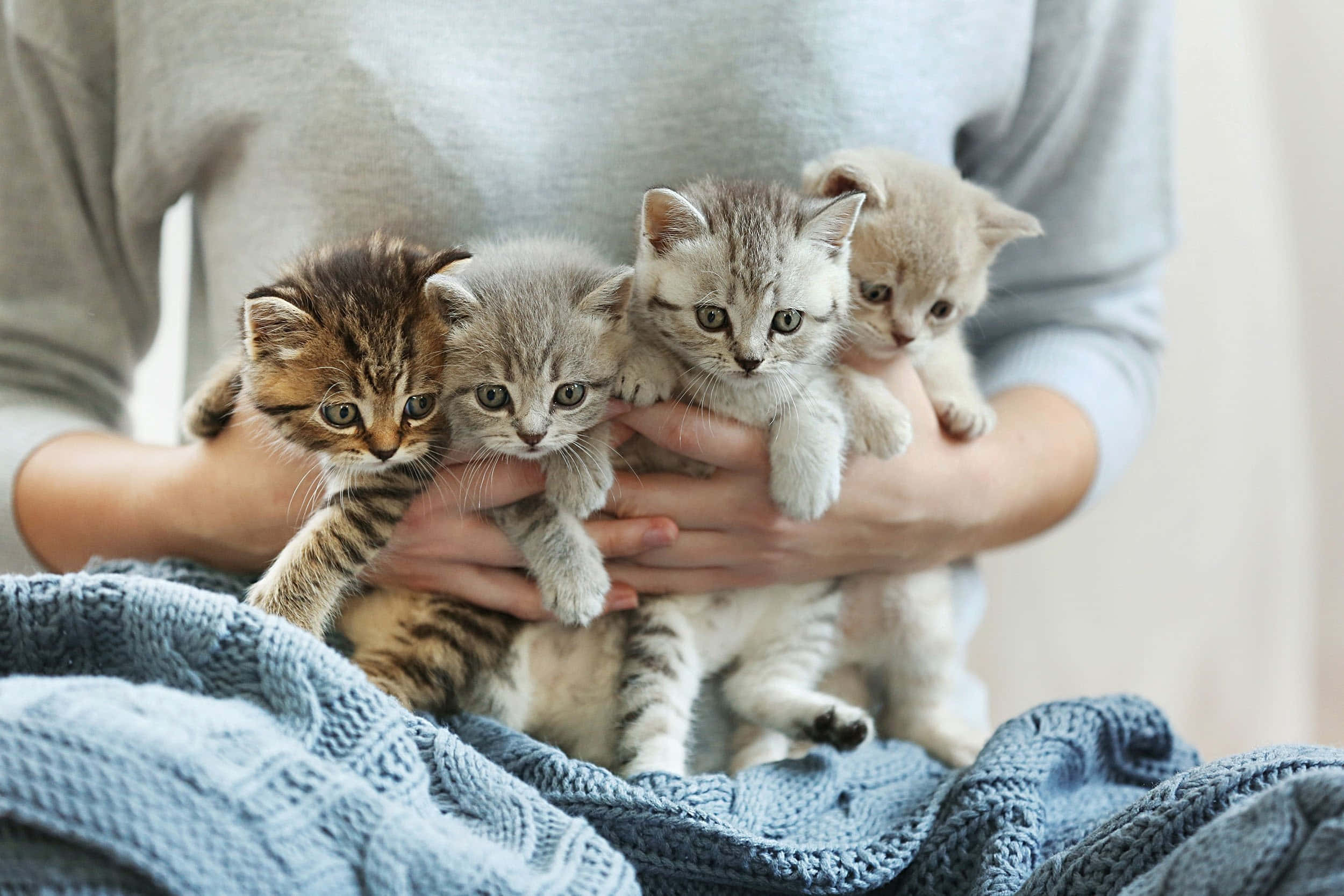 kittens 桌布 壁紙 — 一個人輕輕懷抱著四隻可愛的小貓，牠們有著不同的虎斑紋，背景是柔軟的藍色針織毯。