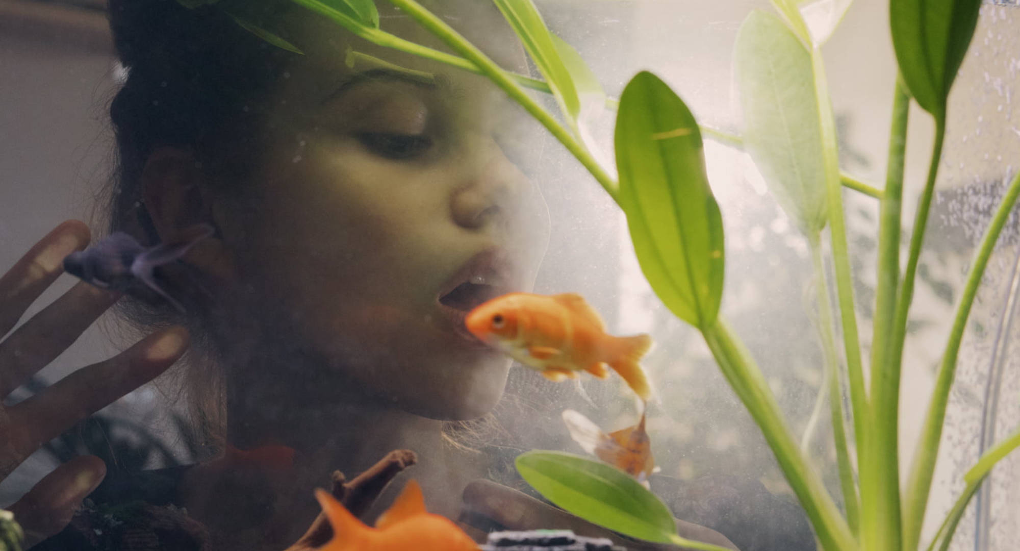 Aquarium 桌布 壁紙 — 一個人透過水凝視玻璃缸中在綠色水生植物間游動的金魚。