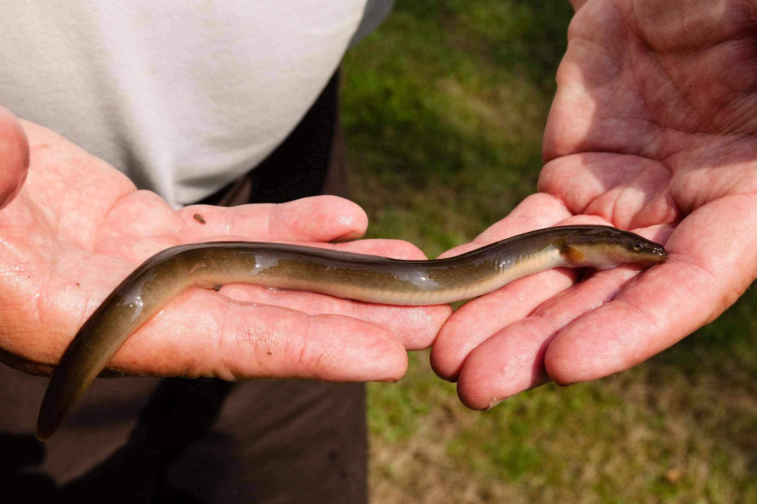 Eel 桌布 壁紙 — 一個人雙手捧著一條細長、像鰻魚的魚，魚身呈亮棕色，腹部蒼白，背景是草地。