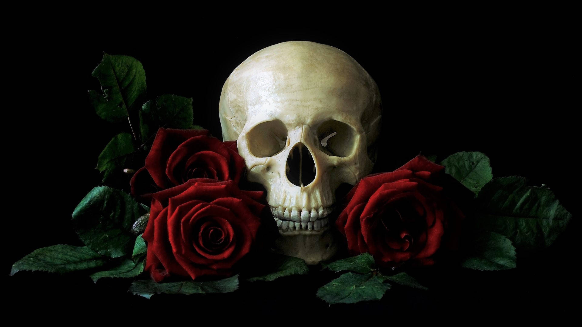 HD Skull 桌布 壁紙 — 一個人類頭骨被深紅玫瑰和深綠葉子環繞，背景為黑色。