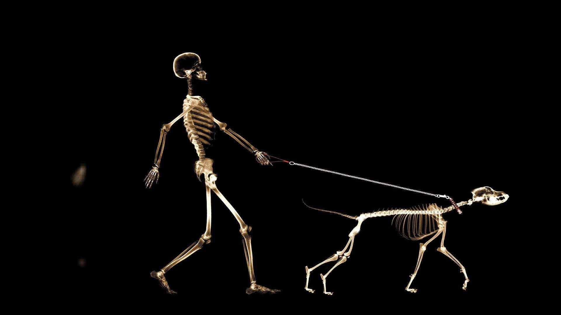 Skeleton Desktop 桌布 壁紙 — 一個人類骷髏用狗繩牽著一個狗骷髏散步，背景是純黑色。