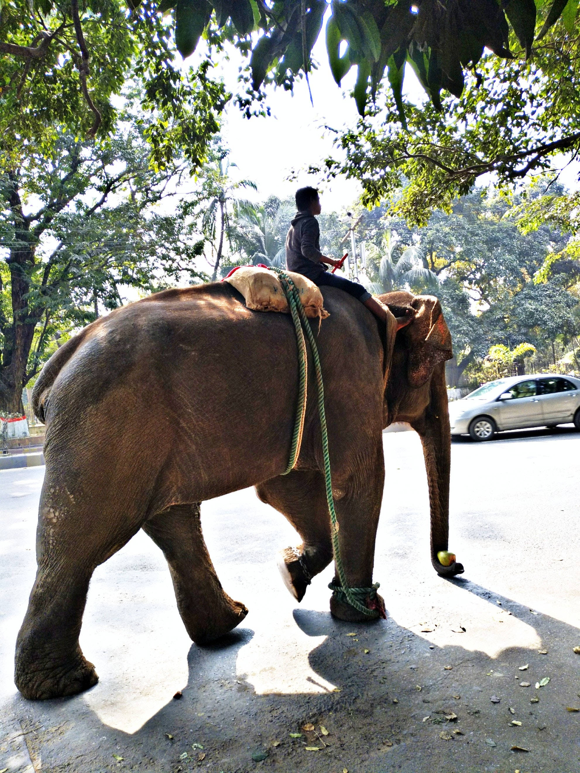 Elephant iPhone 桌布 壁紙 — 一個人騎著一頭大象穿過陽光明媚、綠樹成蔭的街道，背景中可見一輛汽車。