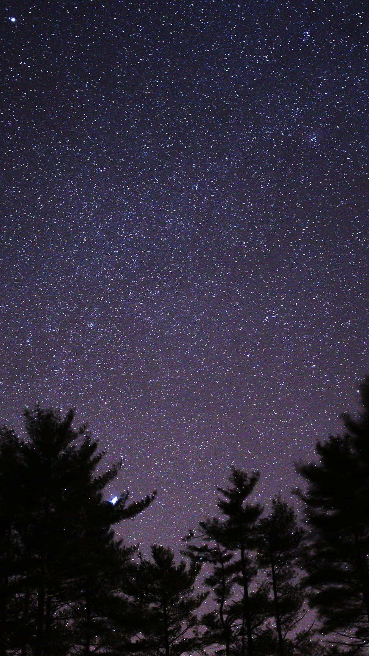 Dark Sky 桌布 壁紙 — 一個令人屏息的夜空，充滿無數星星和淡淡的銀河，在松樹的黑暗剪影上方拱起。