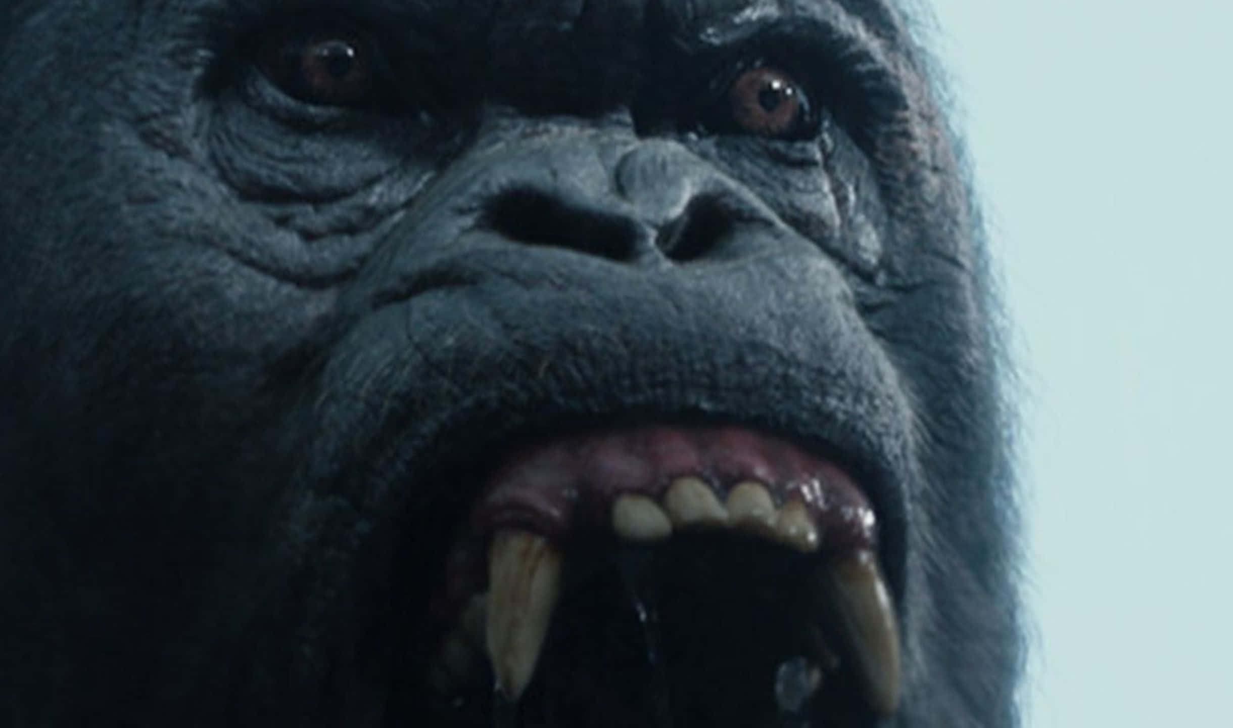 2440x1440 Gorilla 桌布 壁紙 — 一個令人畏懼的特寫鏡頭，展示一隻大猩猩的臉部，露出牙齒和銳利的眼神，背景是蒼白的天空。