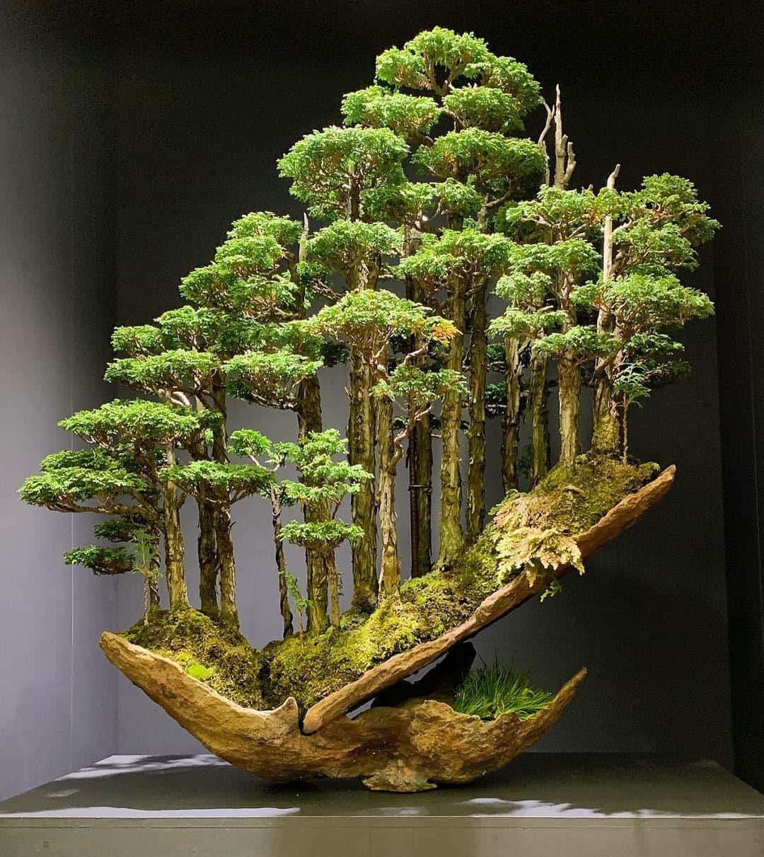 Bonsai Trees 桌布 壁紙 — 一個令人驚嘆的盆景森林，鬱鬱蔥蔥的綠色樹木從一個長滿苔蘚的彎曲木底座上生長出來，展示在一個基座上。