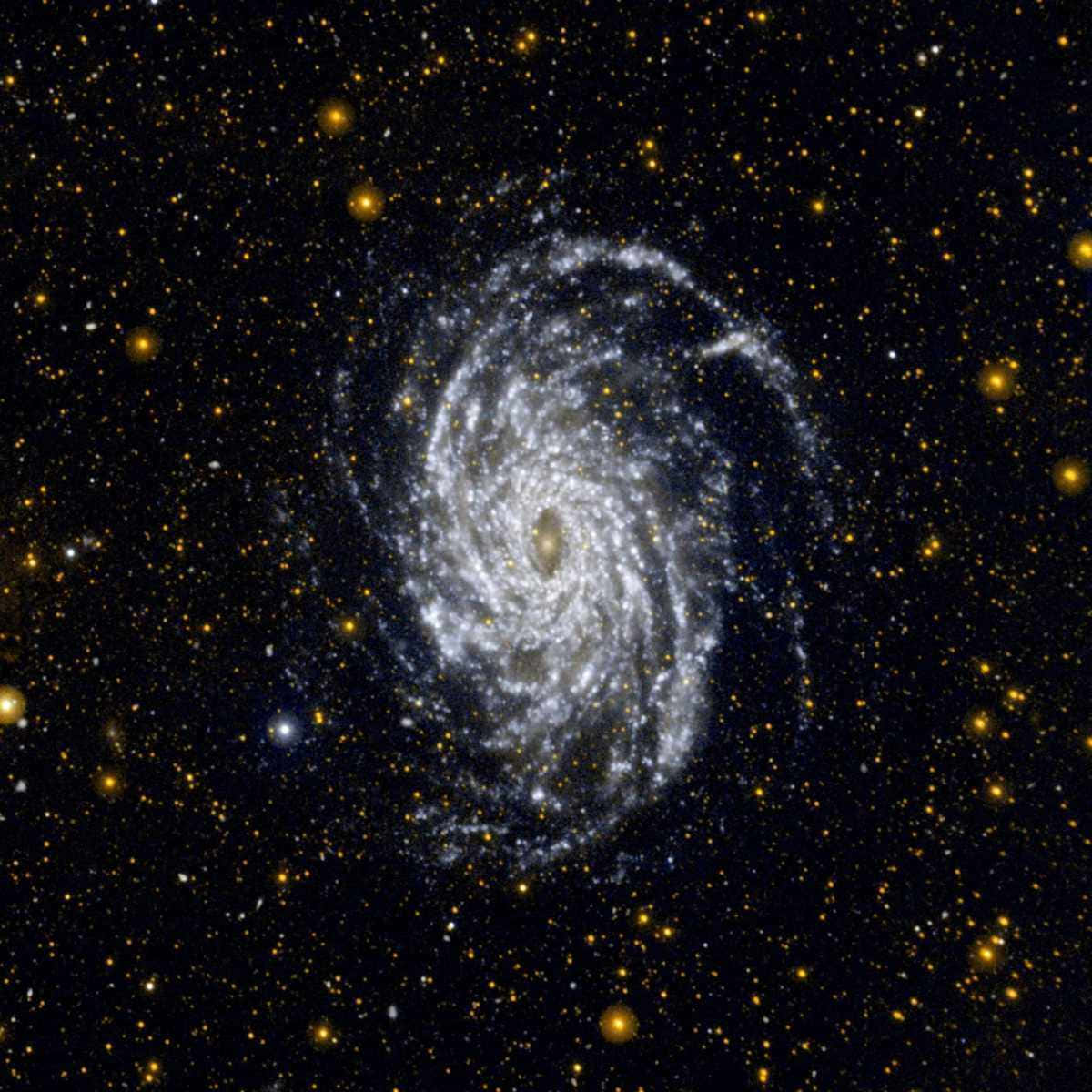 NASA 動態圖片 桌布 壁紙 — 一個令人驚嘆的螺旋星系，帶有明亮的白色旋臂和金色星星，在深邃的黑色宇宙背景下旋轉。