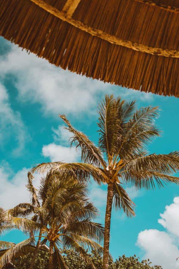 Palm Trees Beach 桌布 壁紙 — 一個低角度視角，高大的棕櫚樹在充滿活力的藍天和白雲下搖曳，並以茅草屋頂為框架。