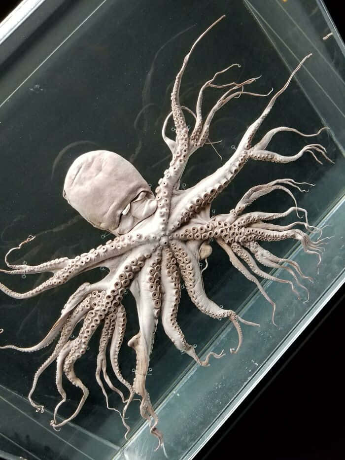 Creepy Ocean 桌布 壁紙 — 一個保存完好的章魚標本，帶有詳細的吸盤，攤開在黑暗水箱中的玻璃表面上。