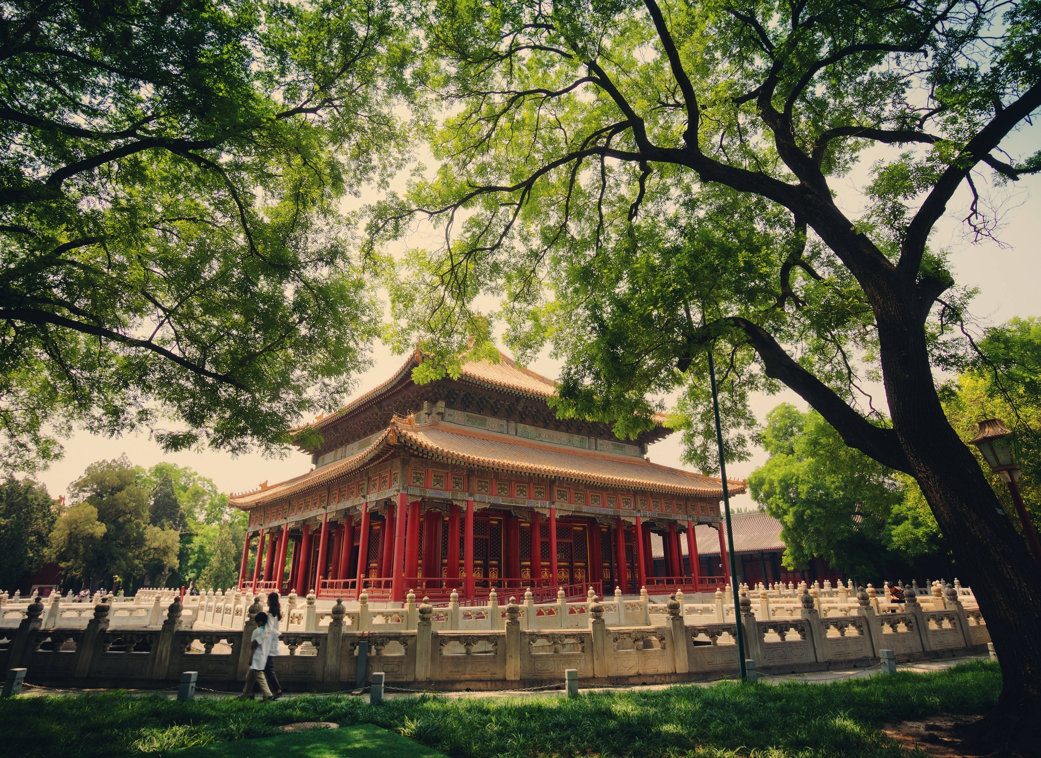 風景 桌布 壁紙 — 一個傳統中式亭台，紅柱金頂，在陽光明媚的日子裡隱藏在茂密綠樹的樹冠下。