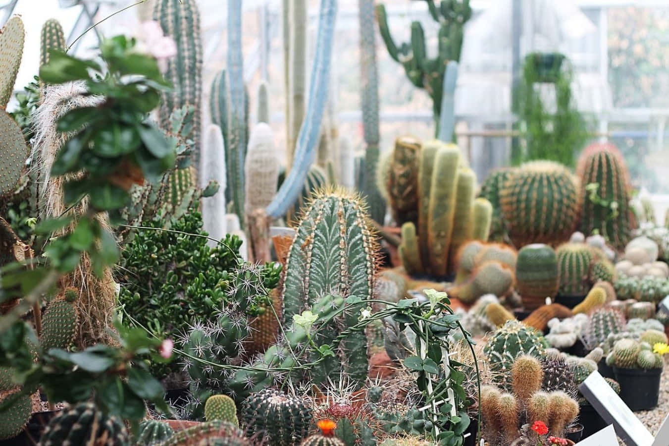 Cactus Plants 桌布 壁紙 — 一個充滿各種仙人掌和多肉植物的茂密溫室，沐浴在柔和自然光中。