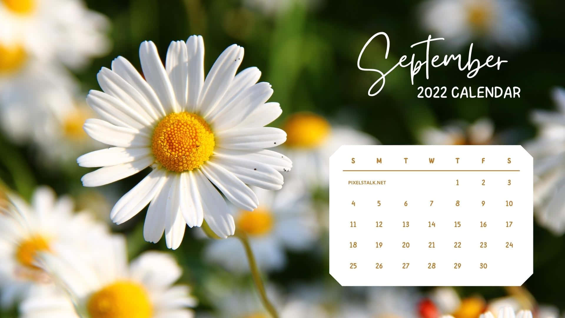 September 桌布 壁紙 — 一個充滿活力的2022年9月日曆，疊加在陽光明媚的白色雛菊田上，雛菊有黃色花心。