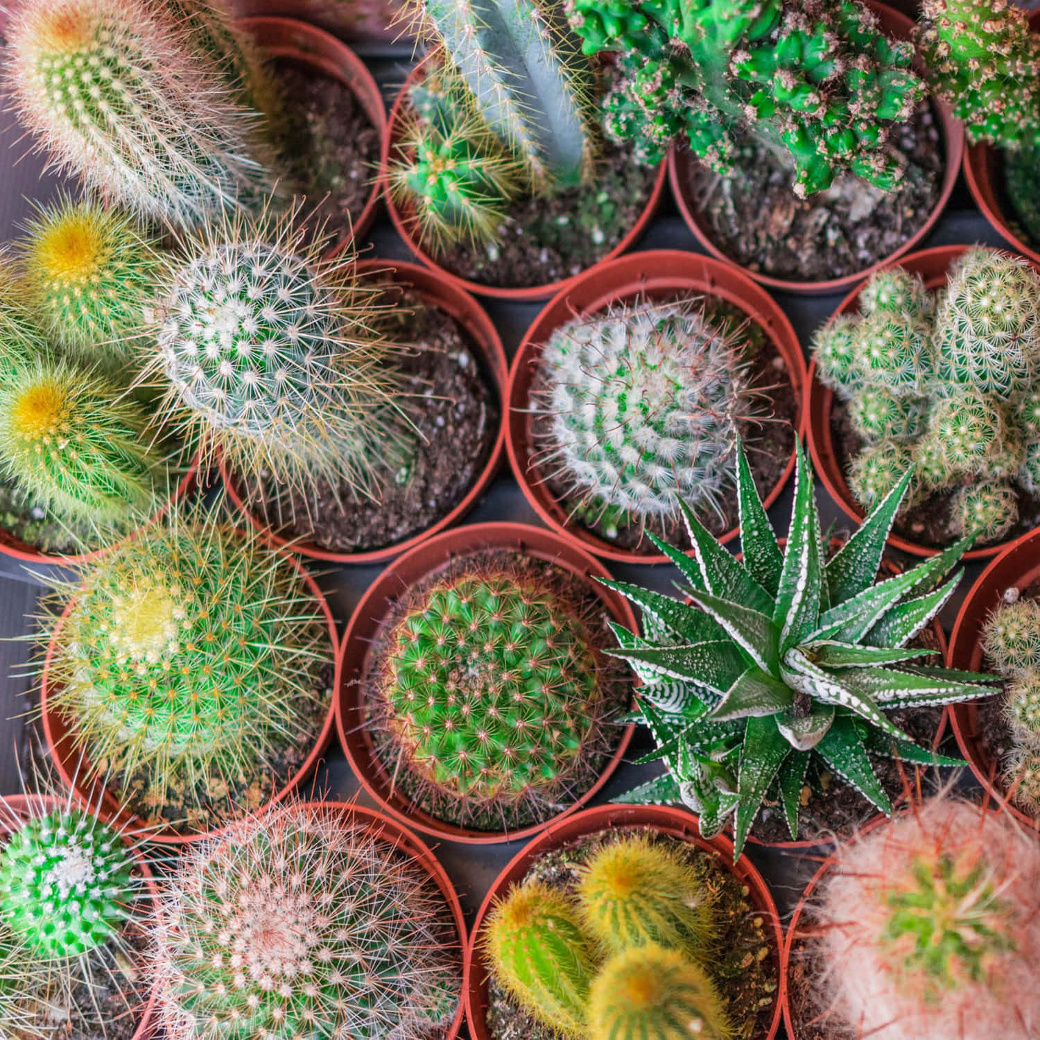 Cactus Plants 桌布 壁紙 — 一個充滿活力的俯視圖，展示了各種盆栽仙人掌和多肉植物，整齊排列在密集的網格中，使用陶土盆。