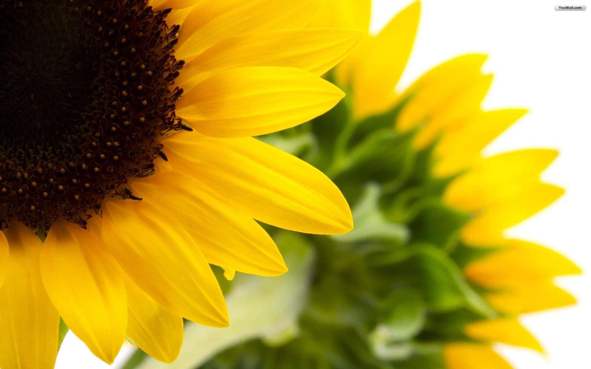 Sunflowers 桌布 壁紙 — 一個充滿活力的向日葵特寫，帶有明亮的黃色花瓣和深色中心，背景為白色。