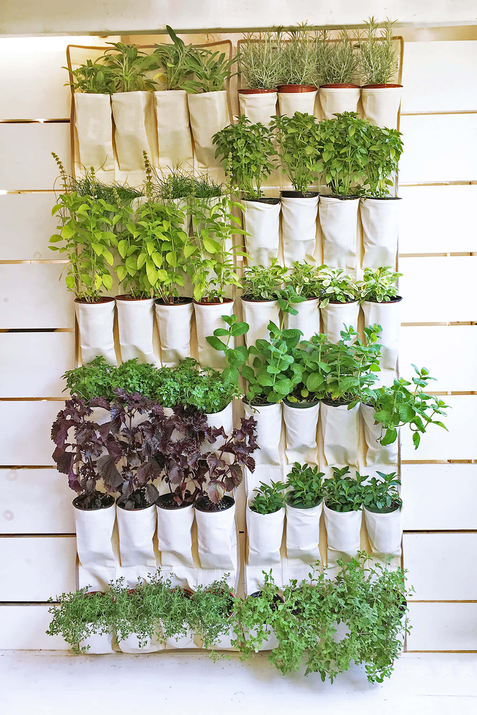 Herb Garden 桌布 壁紙 — 一個充滿活力的垂直香草花園，在明亮的白色木牆上，白色布料口袋裡生長著茂盛的綠色和紫色植物。