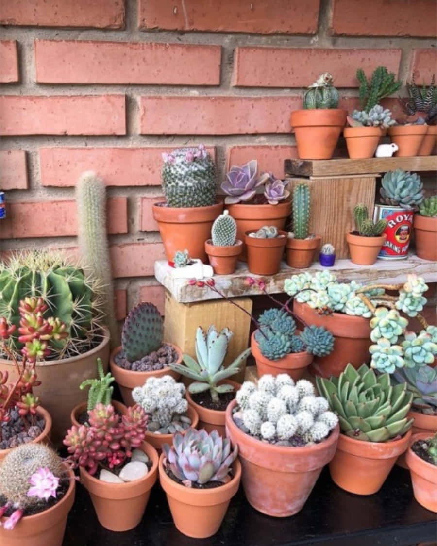 Cactus Plants 桌布 壁紙 — 一個充滿活力的多肉植物和仙人掌收藏，放在陶土盆中，排列在木架上，背景是紅磚牆。
