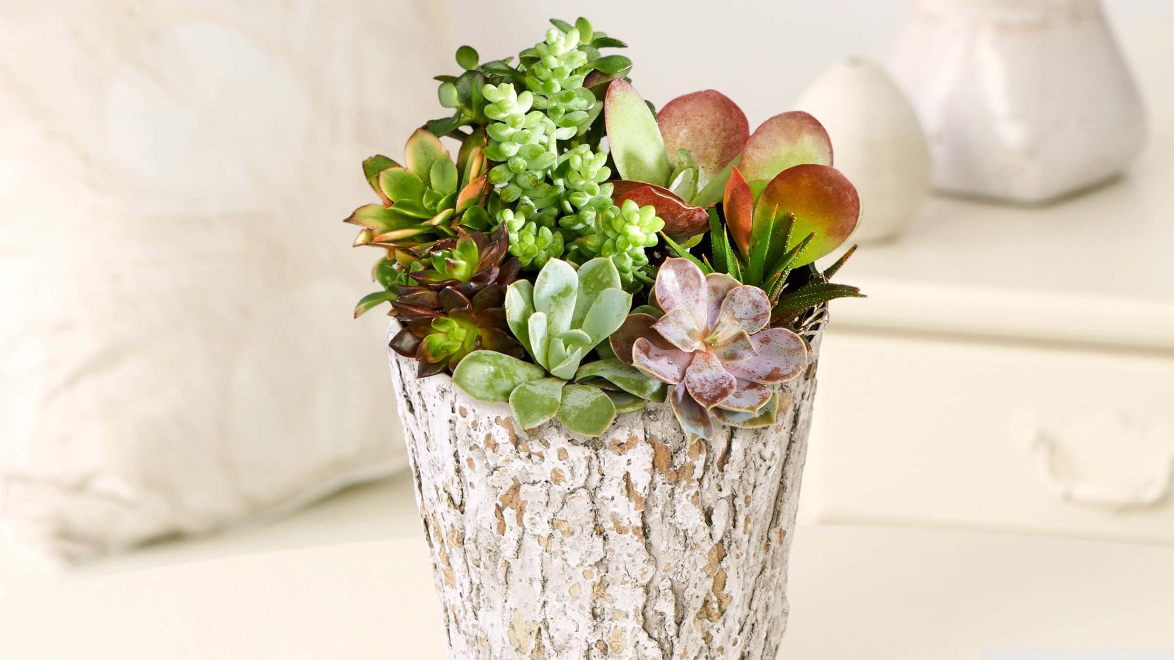 succulent 桌布 壁紙 — 一個充滿活力的多肉植物組合，放在一個有紋理的樹皮花盆中，置於白色表面上，帶有柔和背景裝飾。
