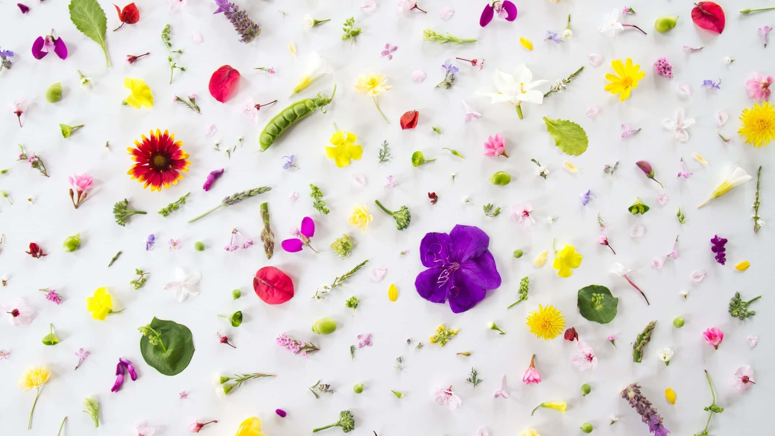 Aesthetic YouTube Banner 桌布 壁紙 — 一個充滿活力的平鋪佈局，各種色彩繽紛的花瓣和綠色植物散落在明亮的白色表面上。