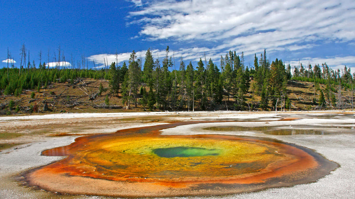Yellowstone 桌布 壁紙 — 一個充滿活力的彩虹色溫泉，帶有橙色、黃色和綠色的環，周圍是松樹林，在明亮的藍天下有散落的雲朵。