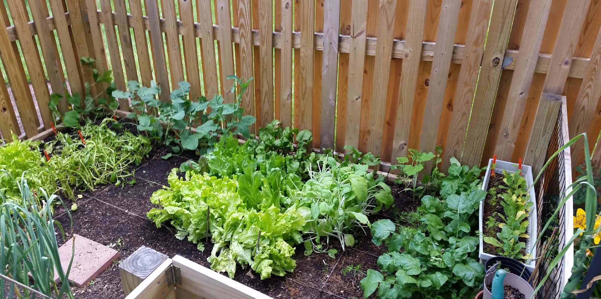 Herb Garden 桌布 壁紙 — 一個充滿活力的後院花園，木柵欄旁整齊排列著綠葉和香草。